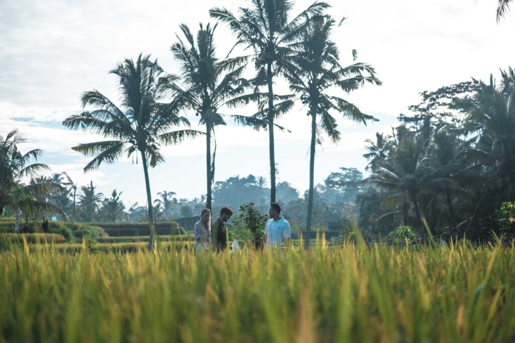 Wapa di Ume rice paddy trecking