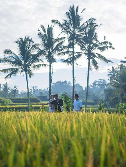 Ubud rice paddy treck